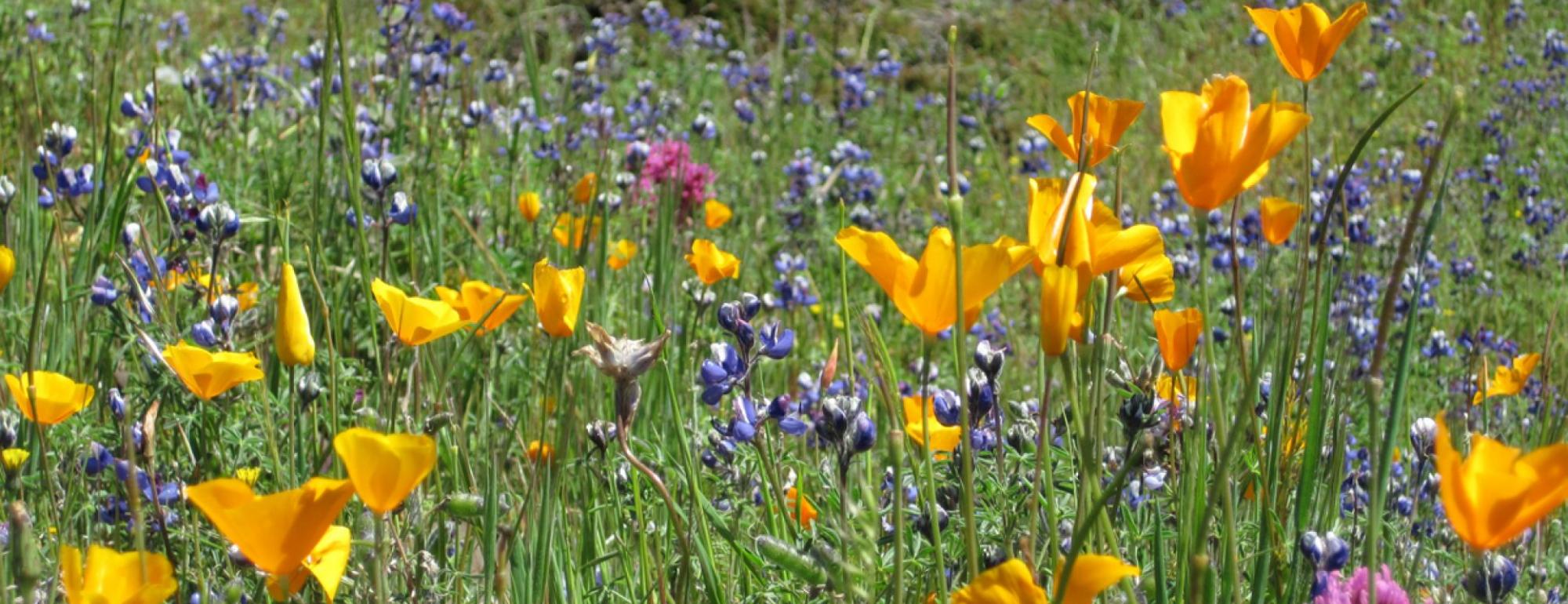California Poppies
